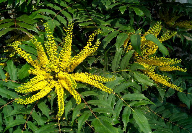 8 fleurs d'hiver colorées à connaître - Le soleil d'hiver Mahonia