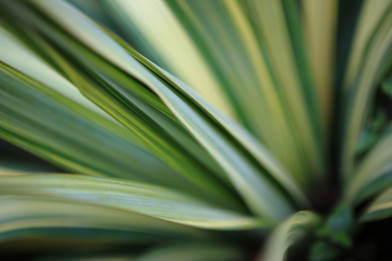 yucca plant care