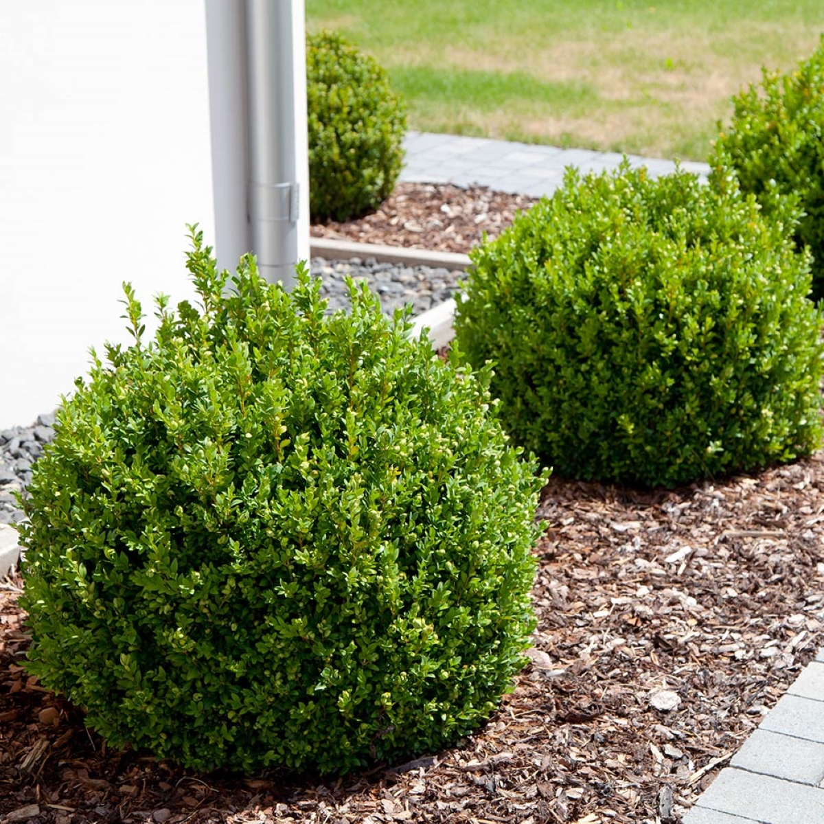 multiple green boxwood shrubs