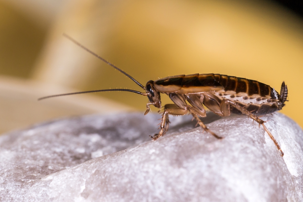 how to get rid of roaches - german cockroach