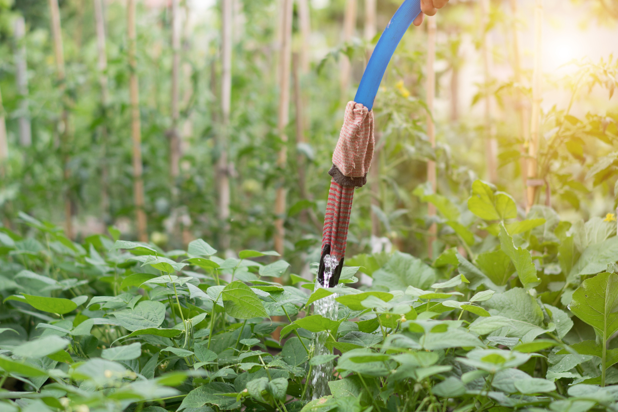 bed of green beans being watered by hose