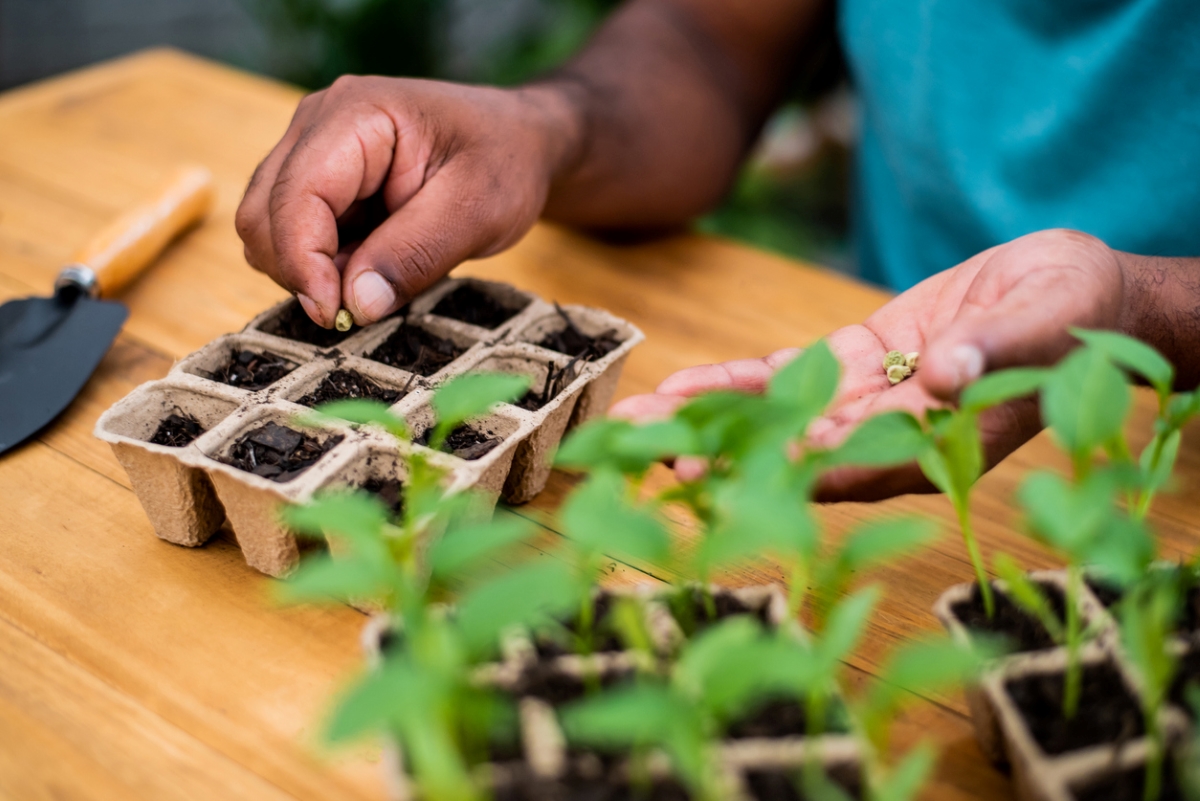 plant propagation - planting seed