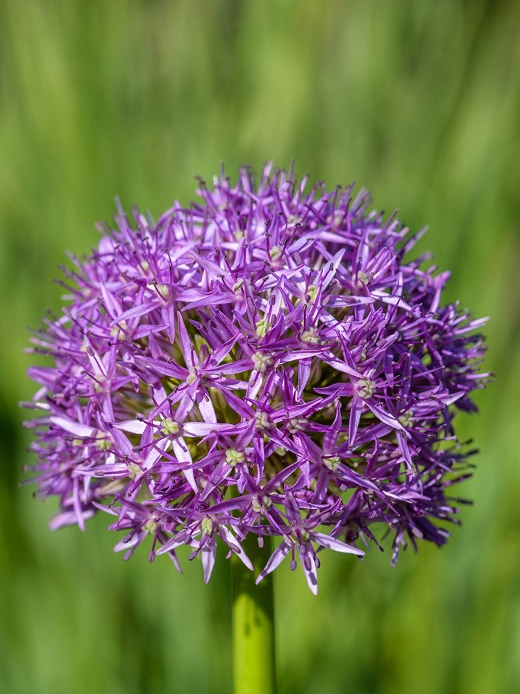 These 10 Flowering Plants Boast the Biggest Blooms