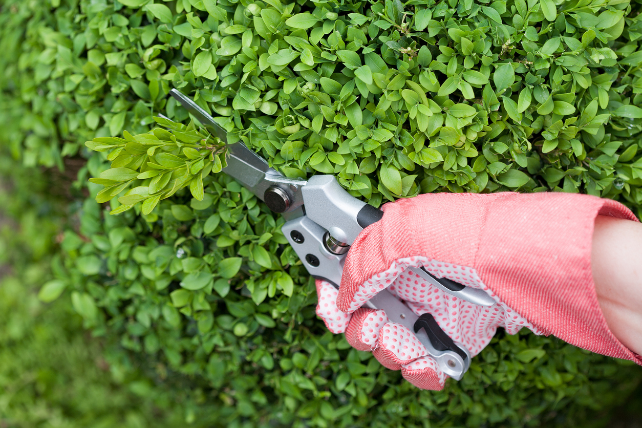 boxwood care pruning boxwood