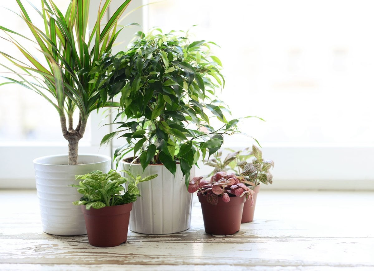 11 Reasons Your Houseplants Are Dying