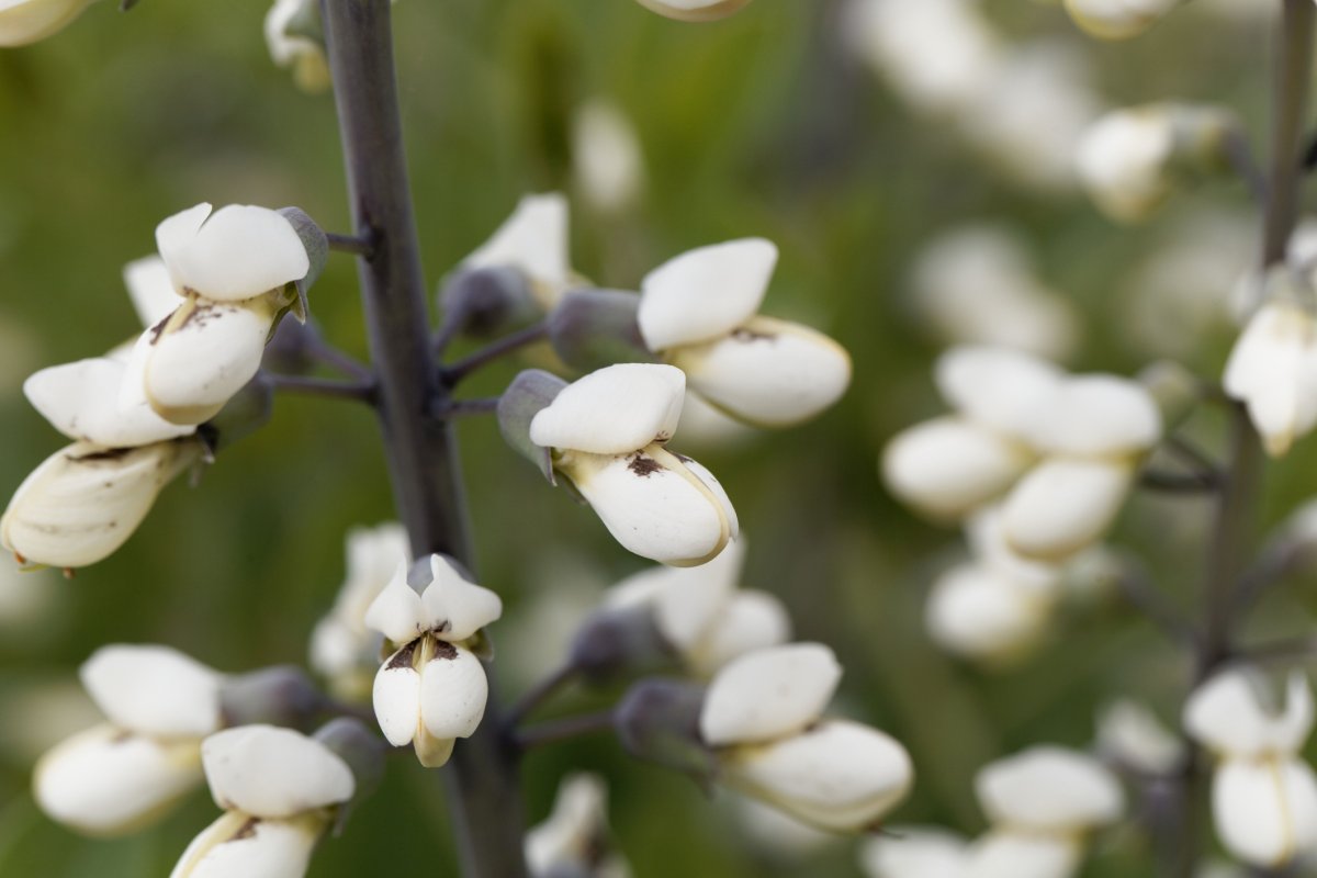 Cream False Indigo (Baptisia bracteata)