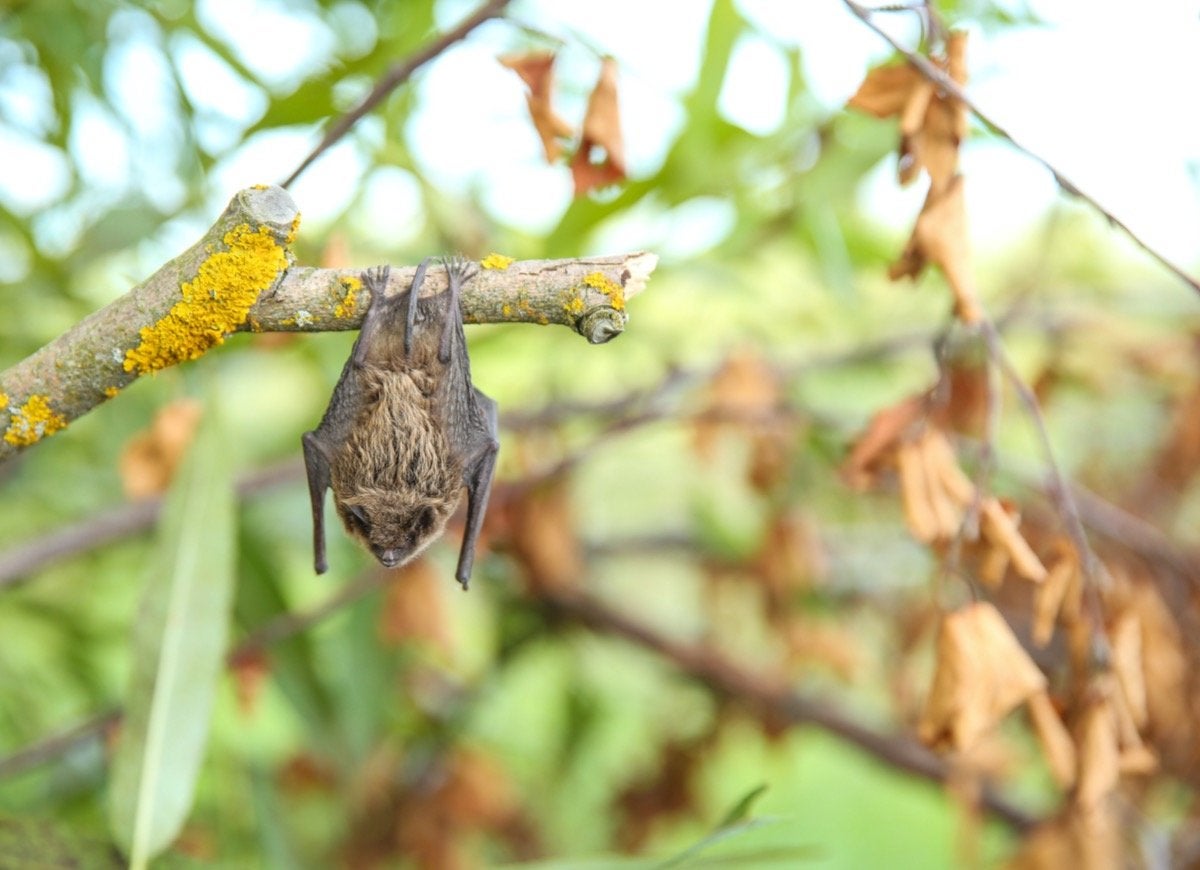 11 Things People Believe About Mosquitoes That Aren’t True