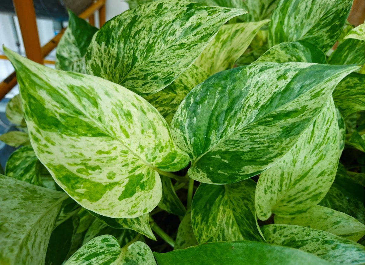 10 Pothos Varieties for Your Easy-Care Houseplant Collection