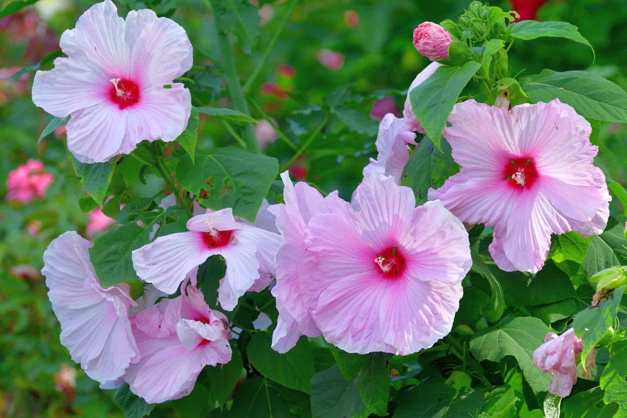 10 plantes de jardin pluvial qui peuvent aider à réduire le ruissellement