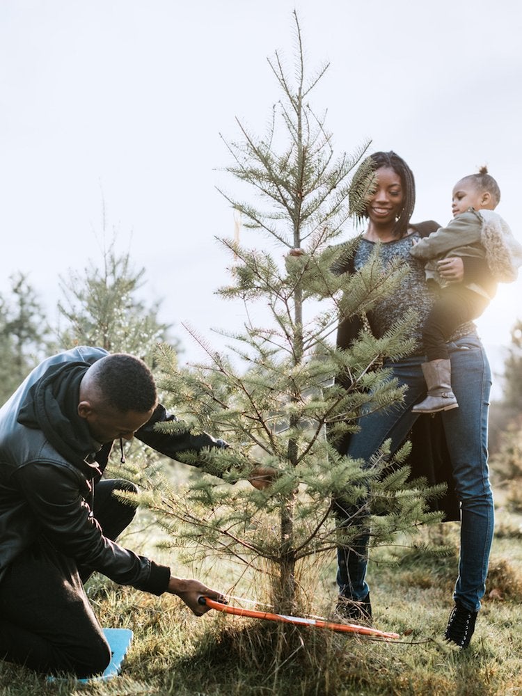 10 Things You Should Know Before You Cut Down Your Own Christmas Tree