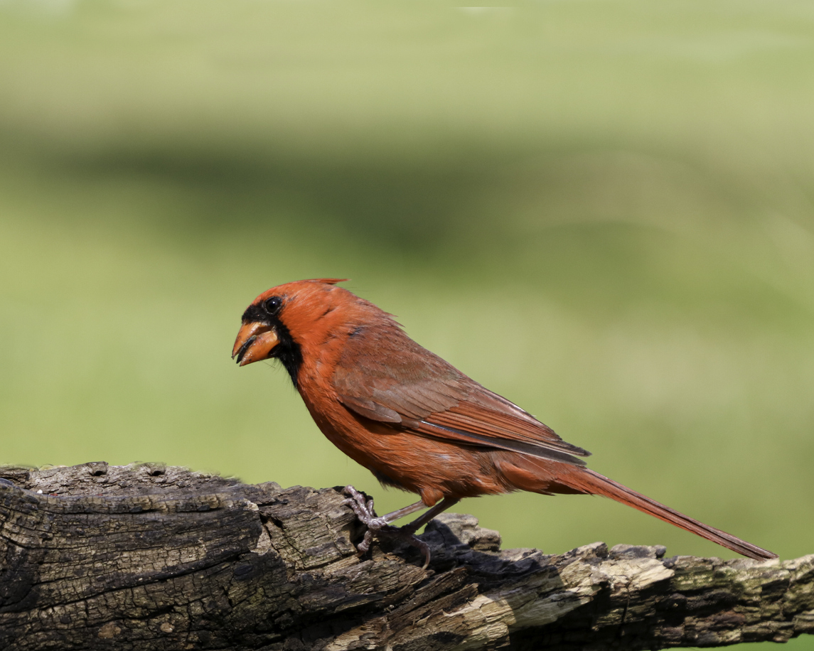 iStock-1255471559 oiseaux qui tirent leur couleur de ce qu'ils mangent cardinal rouge