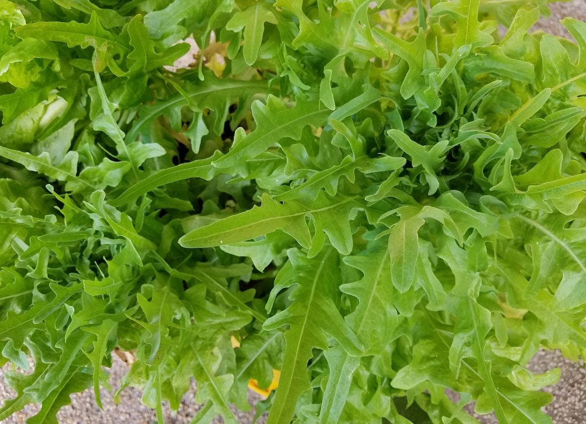 Le jardin indestructible : 15 légumes et herbes aromatiques qui s'épanouiront dans votre espace