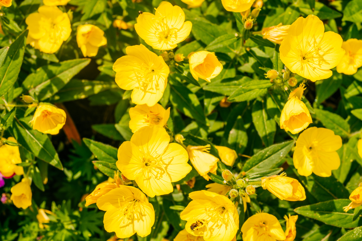 types of wildflowers evening primrose