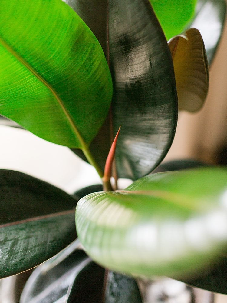 Count On These 25 Indoor Plants for Easy Color Year-Round