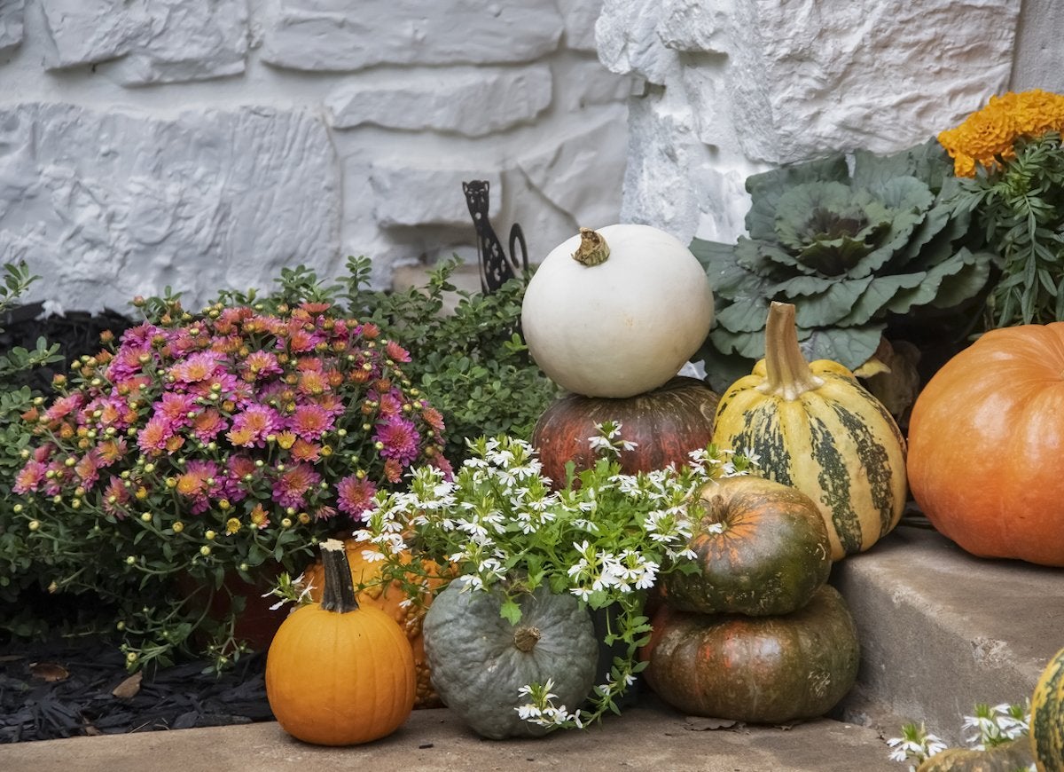 39 Plants You’ll Love If You Hate Fall Yard Work