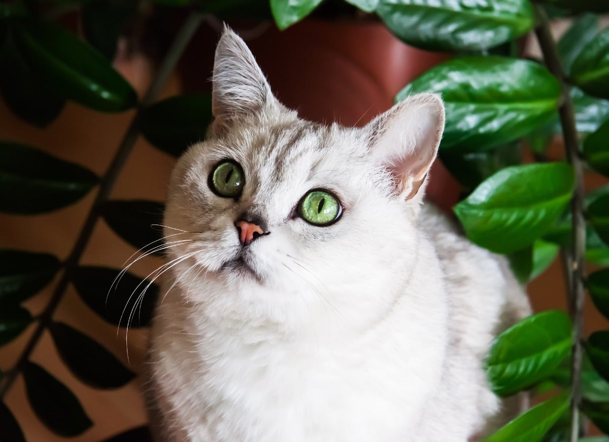 10 Trendy Houseplants That are Safe for Pets, According to Experts