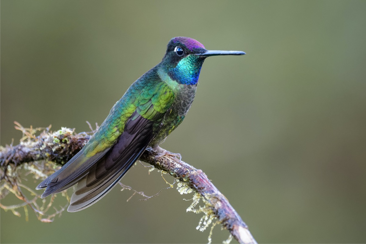 types de colibris