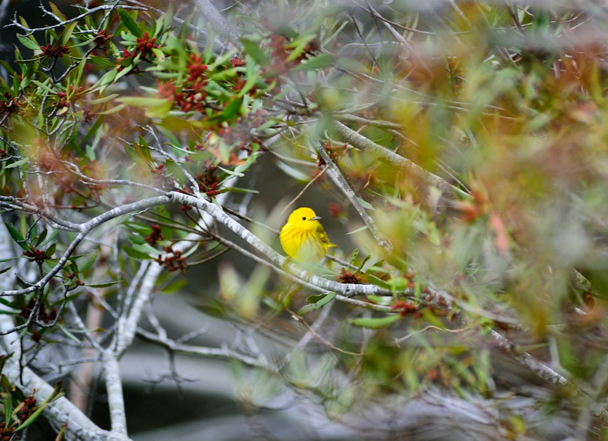 10 Garden Plants That Will Feed Backyard Birds in Fall and Winter