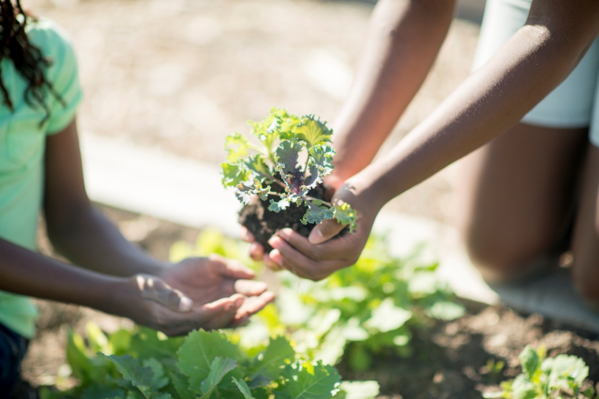 Holding kale plant