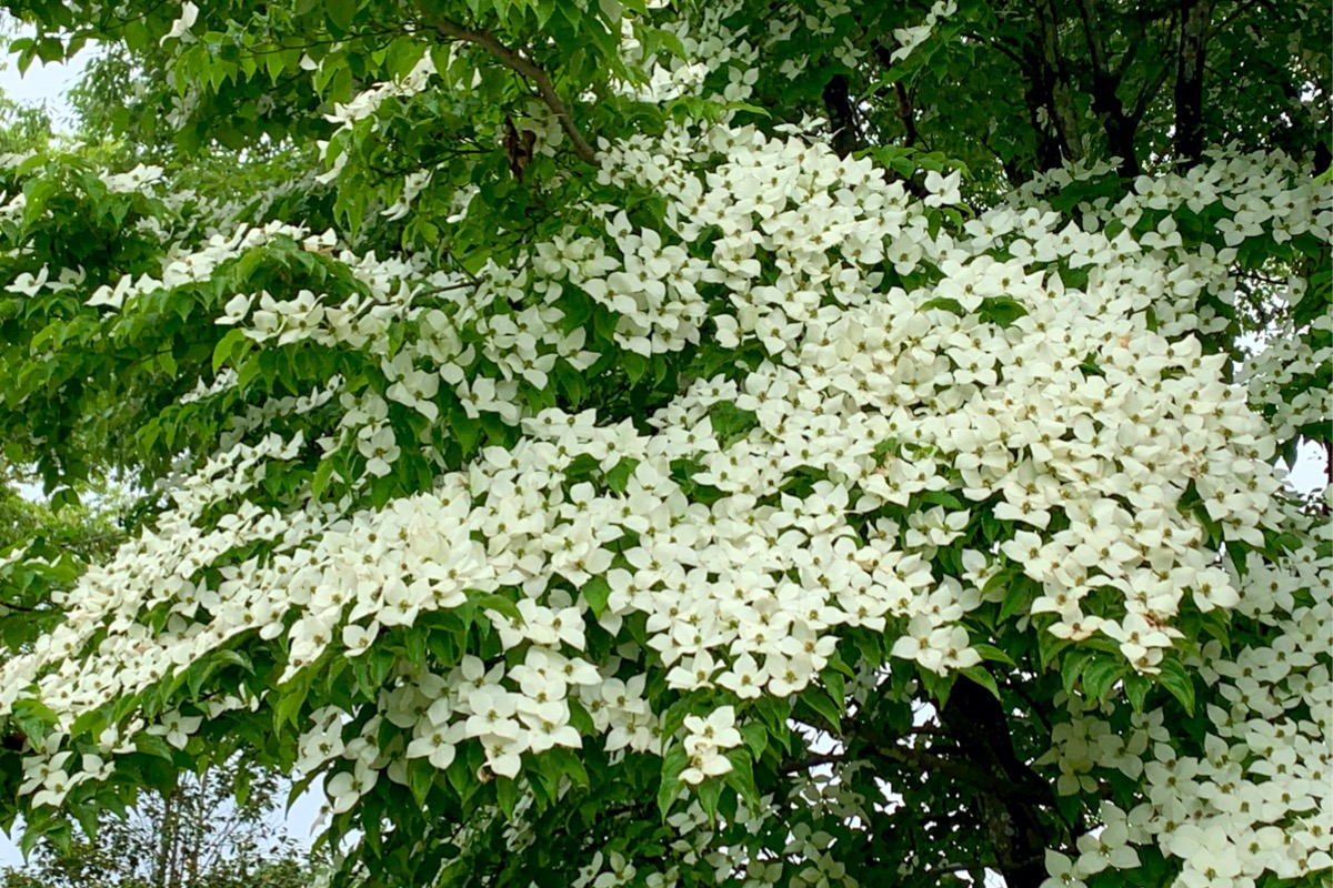 arbres en fleurs