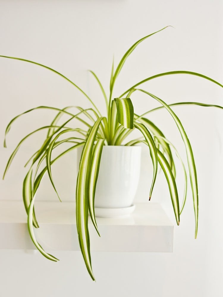 Count On These 25 Indoor Plants for Easy Color Year-Round