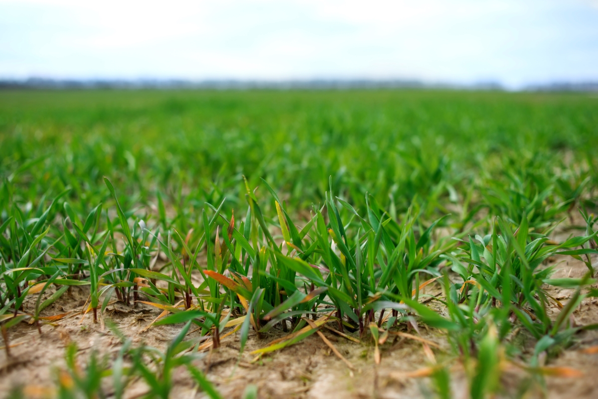 Young wheat plants