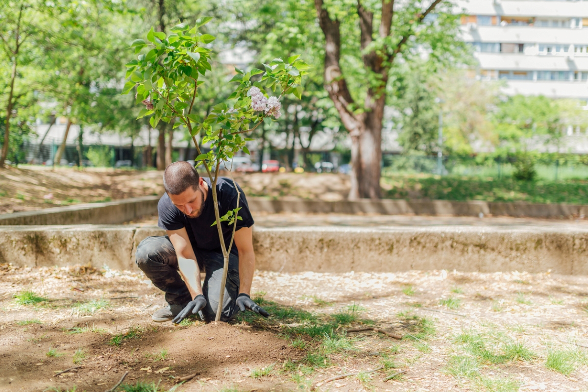 what is tree equity - man planting tree in city setting