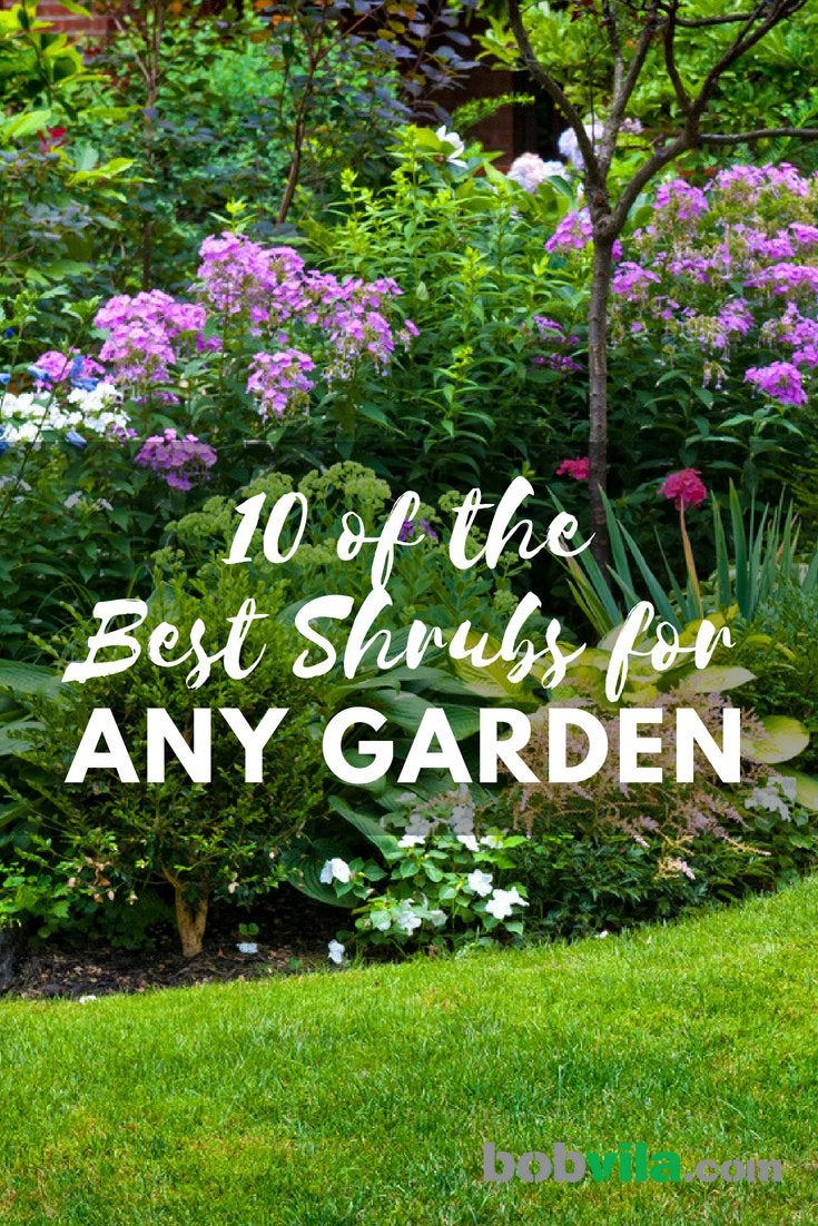 9 des meilleurs arbustes pour n'importe quel jardin