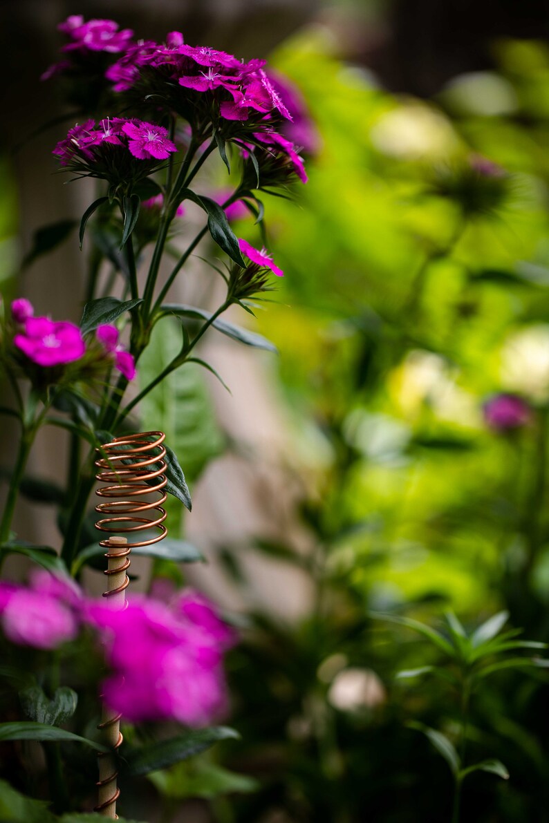 antenne atmosphérique d'électroculture dans un parterre de fleurs