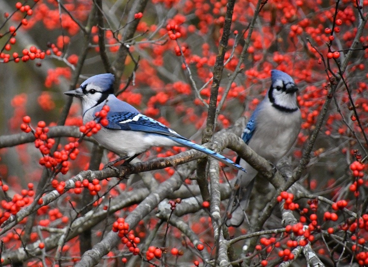 12 Ways to Be a Good Neighbor—to Your Backyard Wildlife