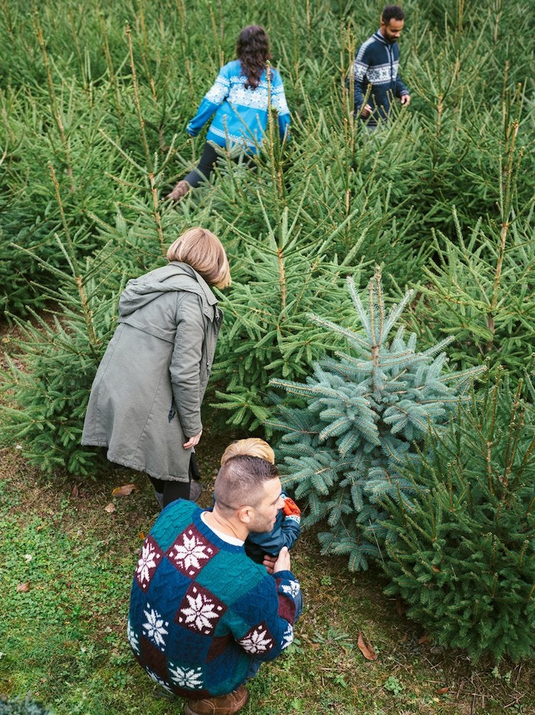 10 Things You Should Know Before You Cut Down Your Own Christmas Tree