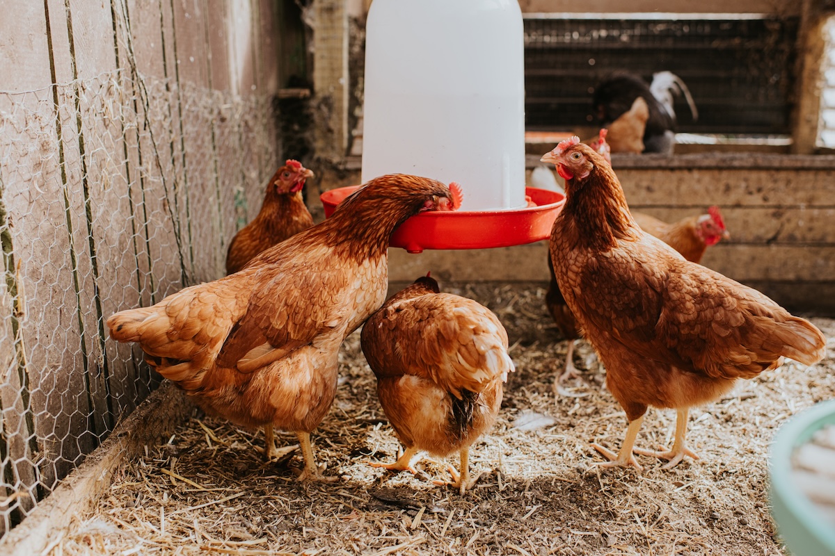 Red hens drink from a chicken coop waterer.