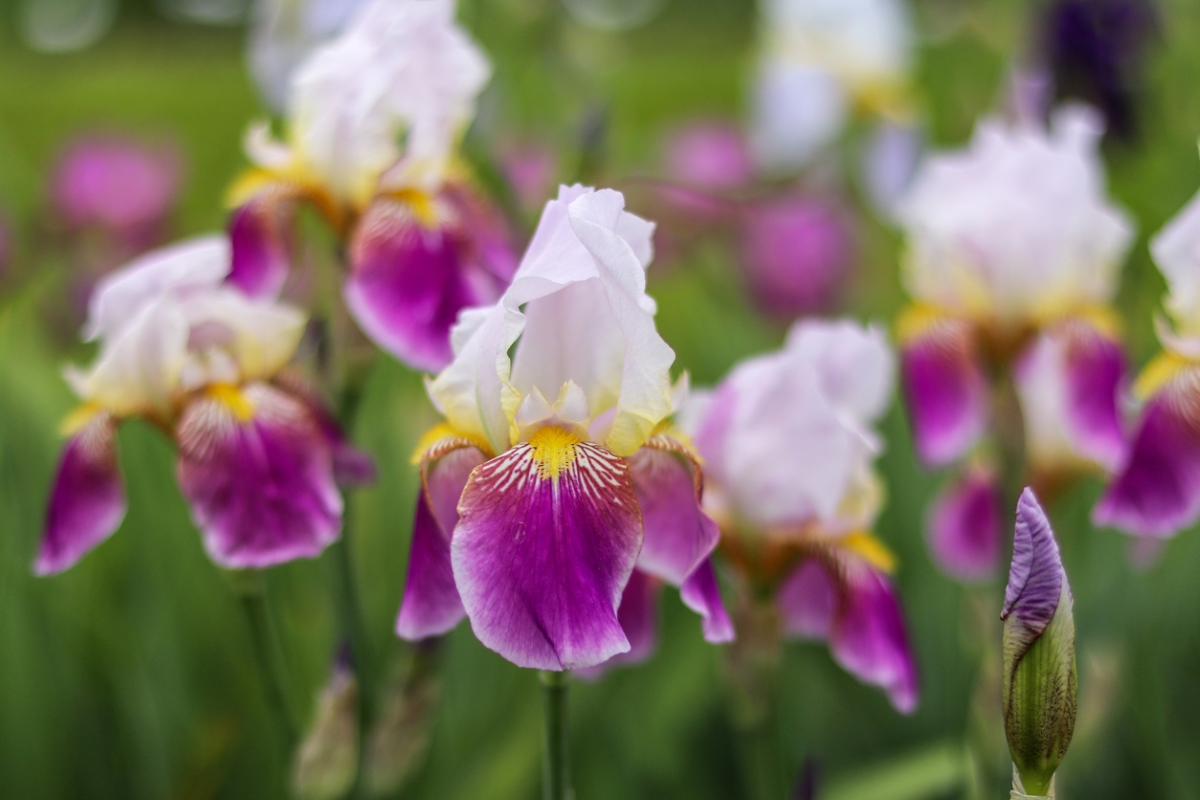 Bearded iris flower with light and dark purple petals.