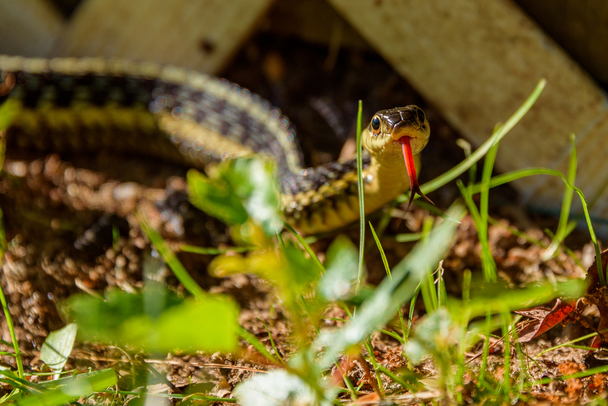 couleuvre jaune et noire dans l'herbe près du treillis d'un porche