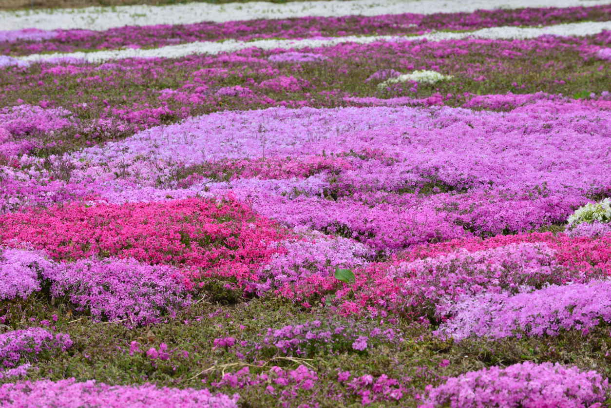 pelouse couverte de petites fleurs de phlox rampantes violettes et blanches