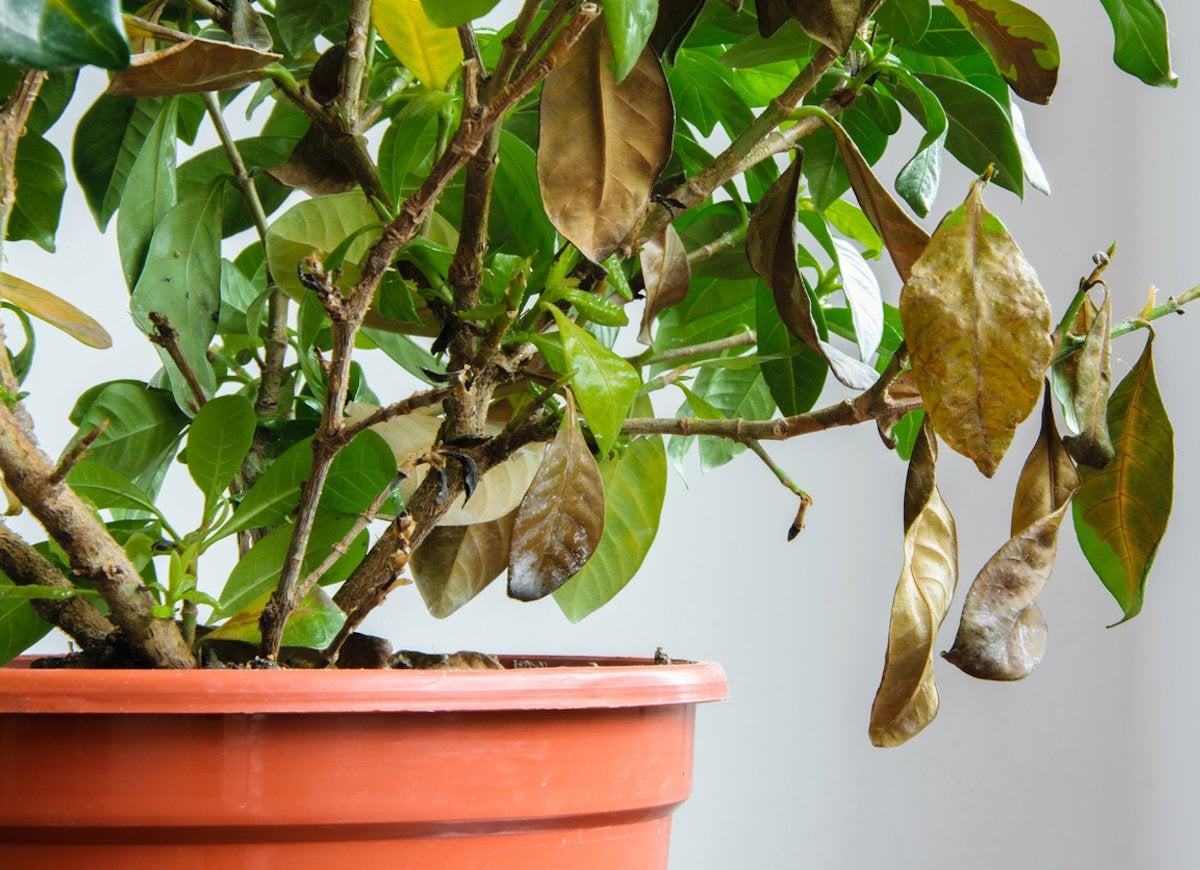 14 Symptoms of an Unhappy Houseplant (and How You Can Treat Them)