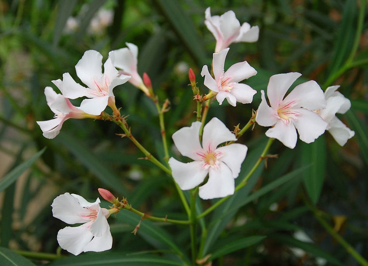 The 13 Creepiest Houseplants You’ve Ever Seen