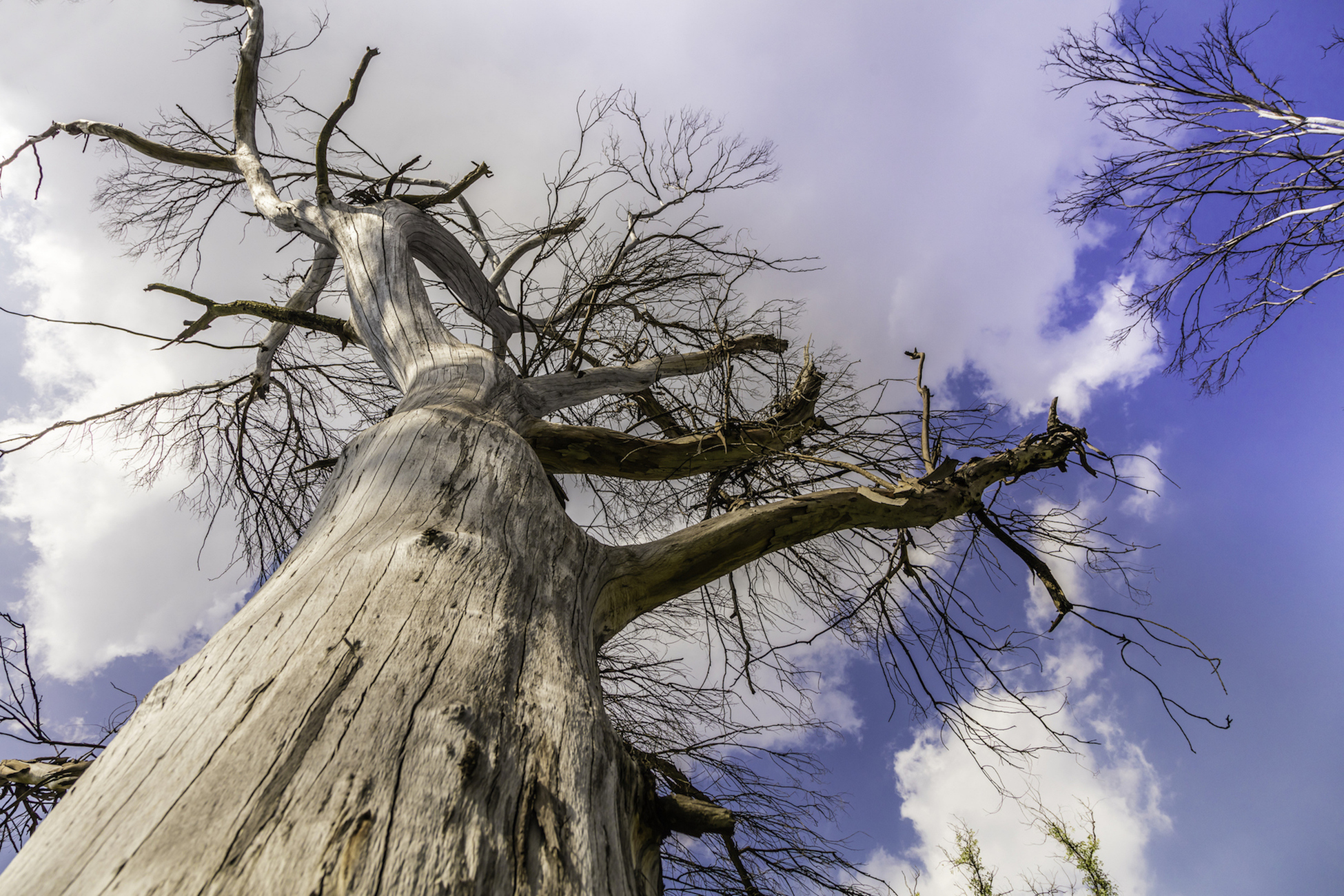 vue en contre-plongée d'un grand arbre mourant avec un tronc cassant et des branches nues