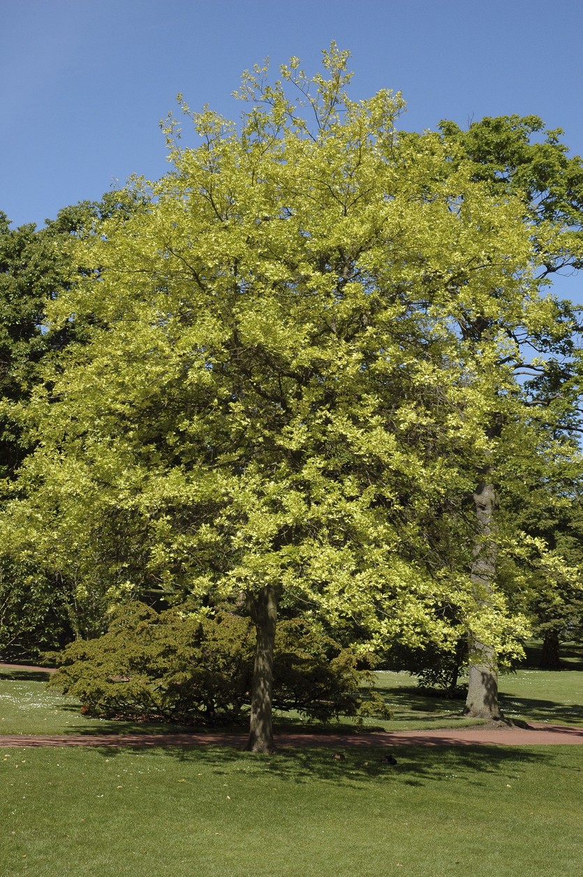 arbres d'ombrage à croissance rapide chêne des marais