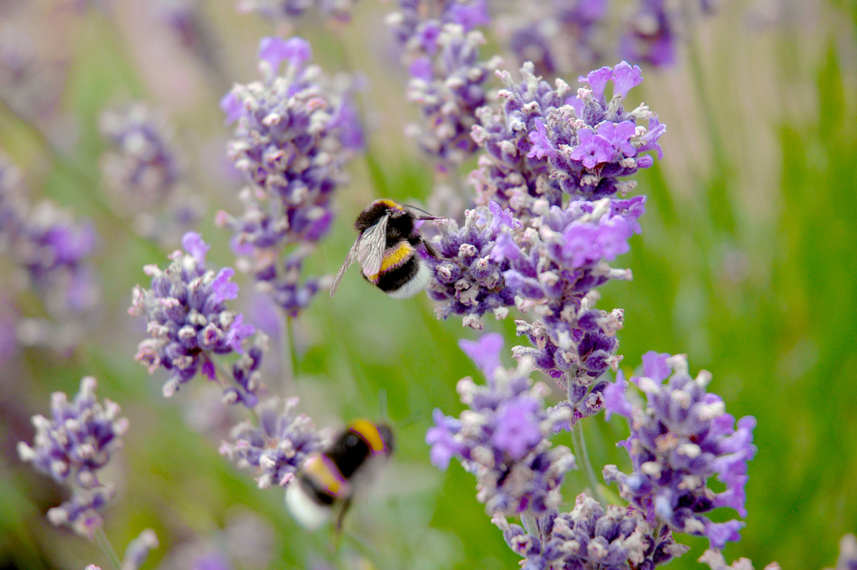 Two bumblebees are flying around purple creeping thyme flowers.