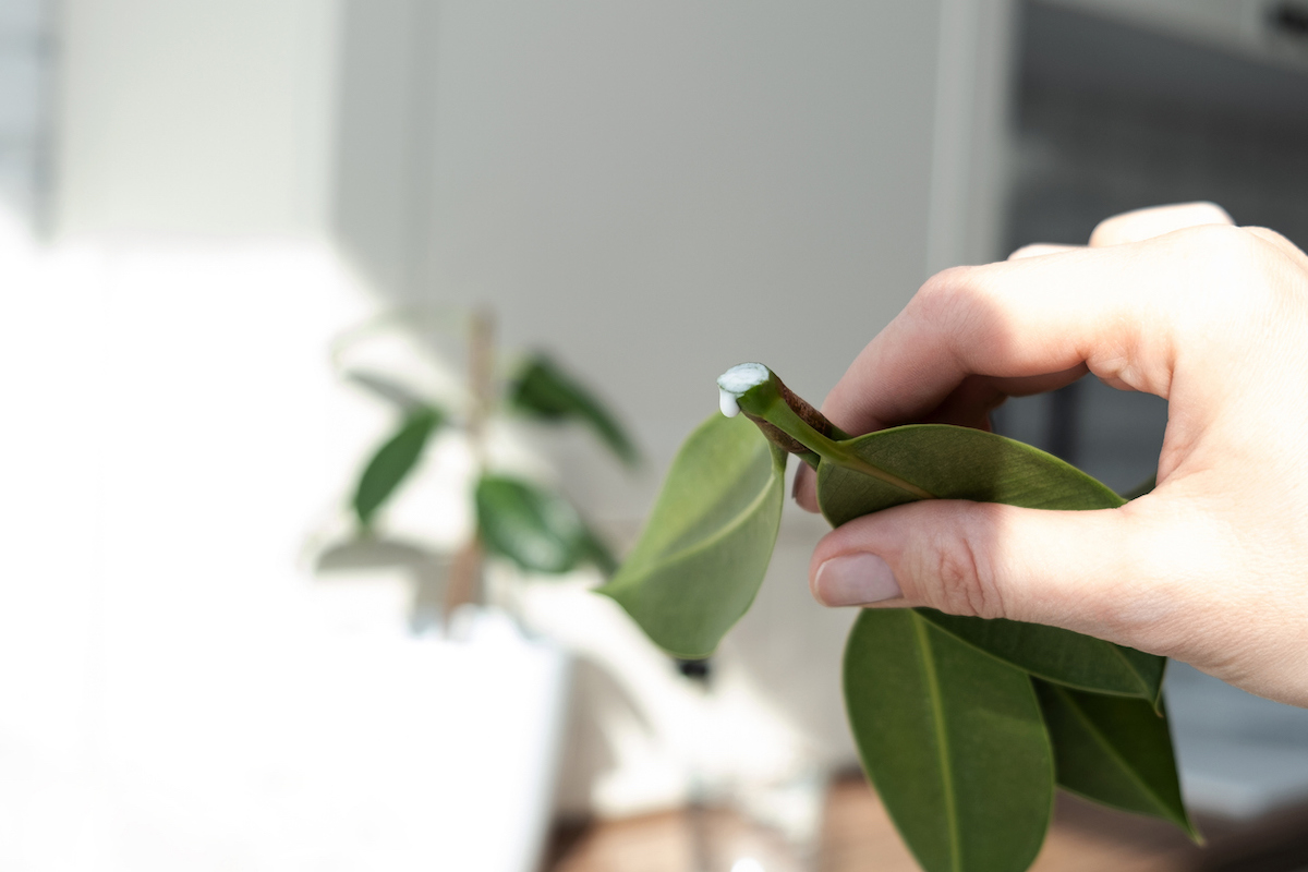 rubber tree care propagation