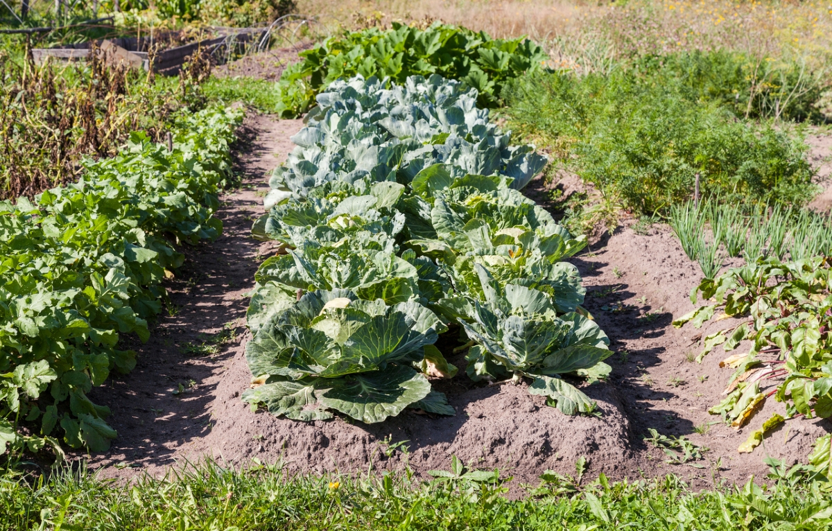 comment cultiver un jardin sans motoculteur - potager surélevé