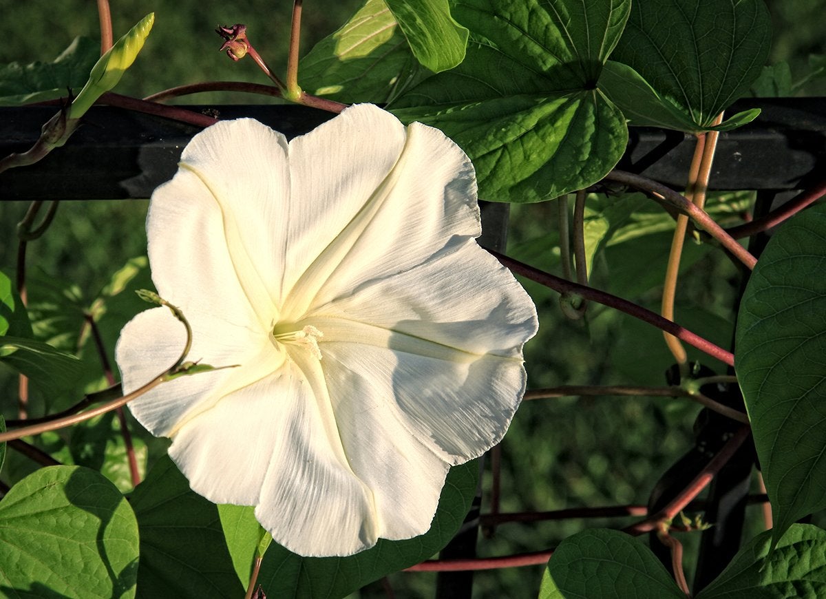 These 10 Flowering Plants Boast the Biggest Blooms