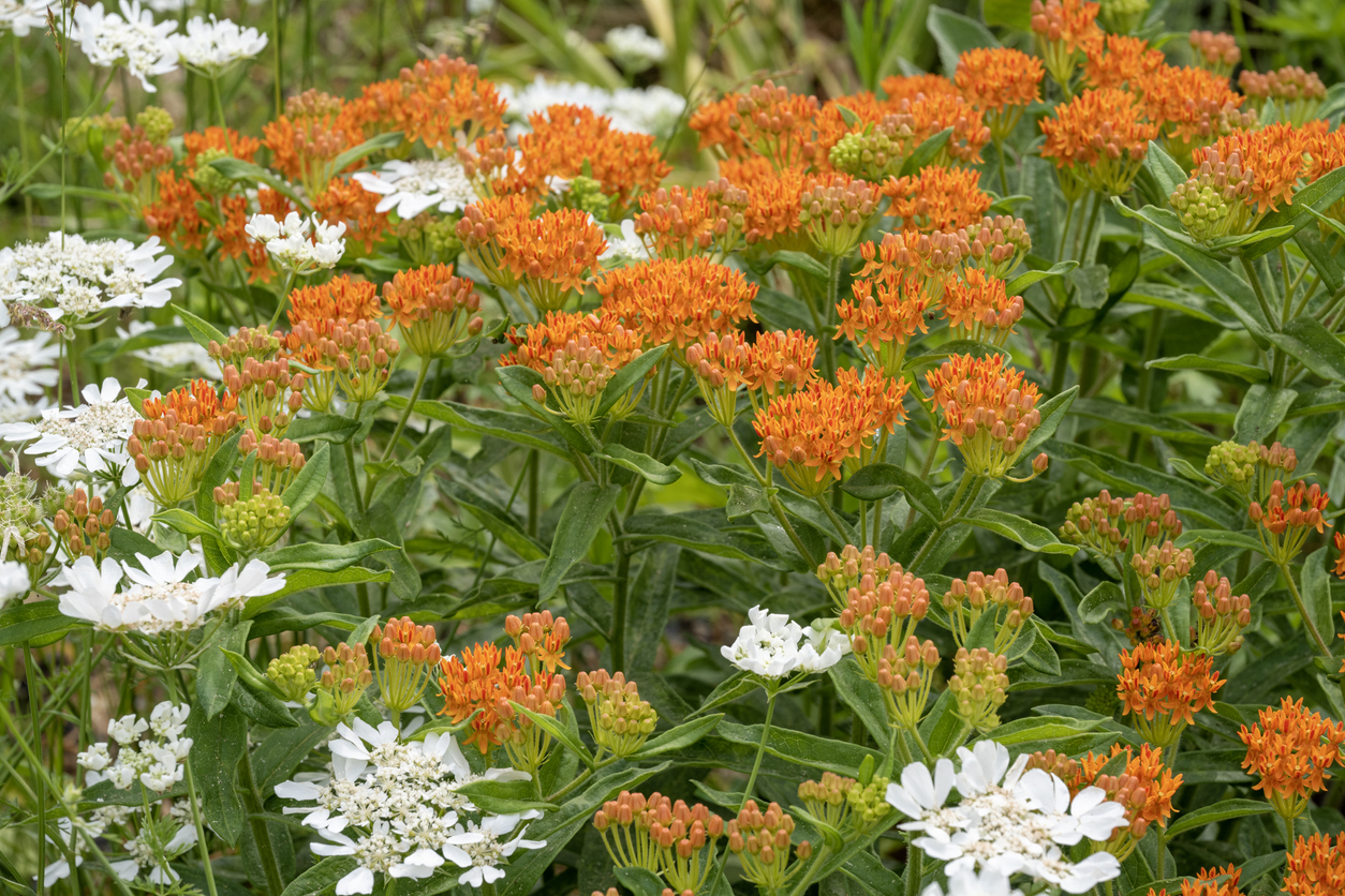 Milkweeds