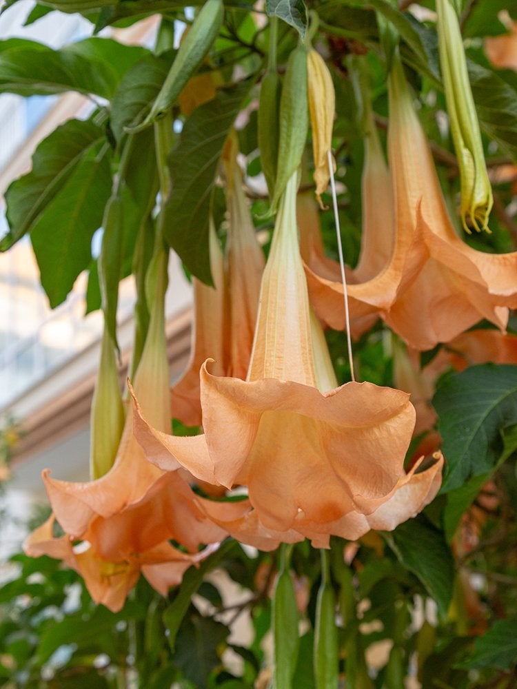 These 10 Flowering Plants Boast the Biggest Blooms