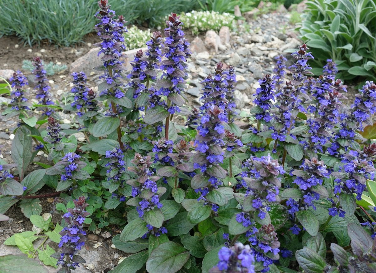 25 No-Effort Plants for a Foolproof Landscape