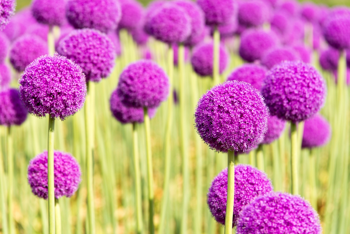 snake repellent plants flowering onion