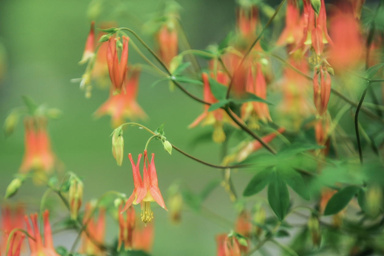 Wild Columbine (Aquilegia canadensis) growing on a bush.