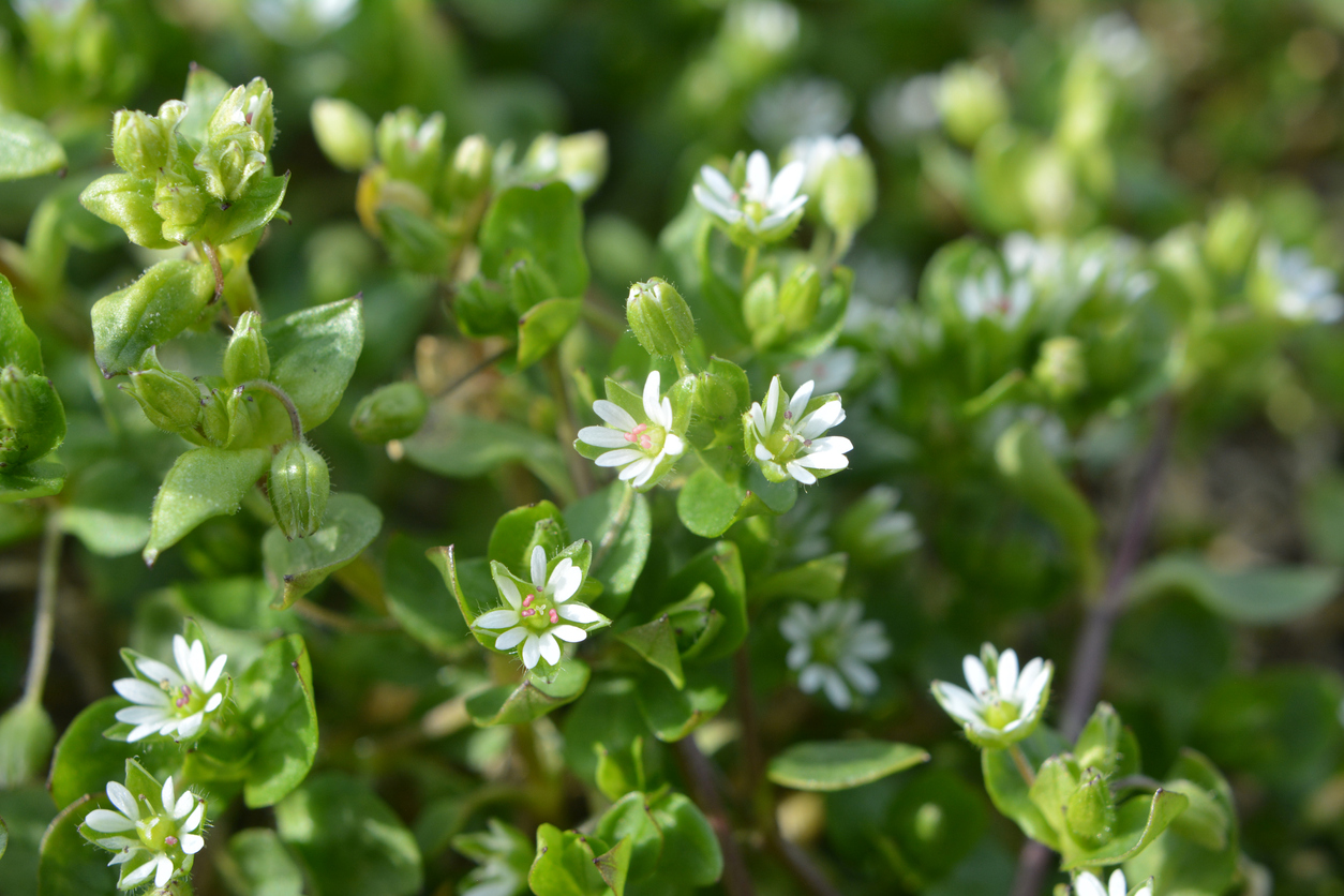 gazon mauvaises herbes mouron