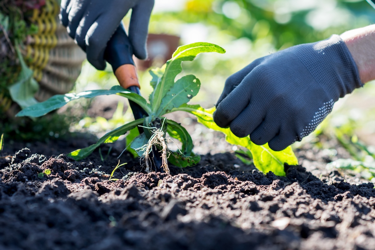 A person using a hand tool to pull weeds from a small garden bed.